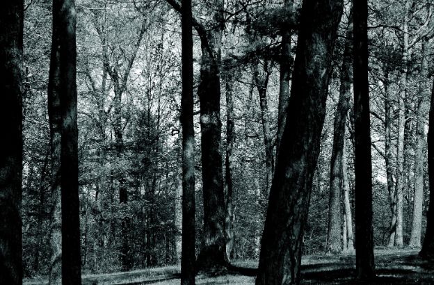 foresta-nera foresta-nera