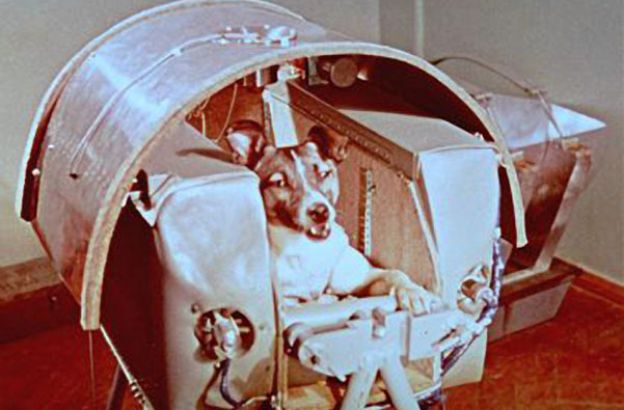 laika_sputnik laika_sputnik