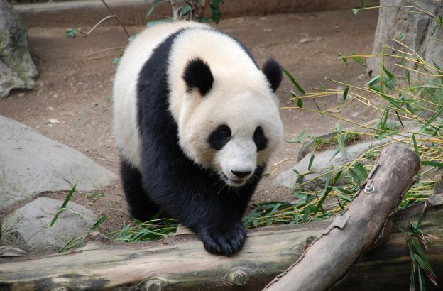 panda panda