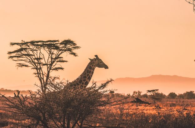 africa.jpg africa.jpg