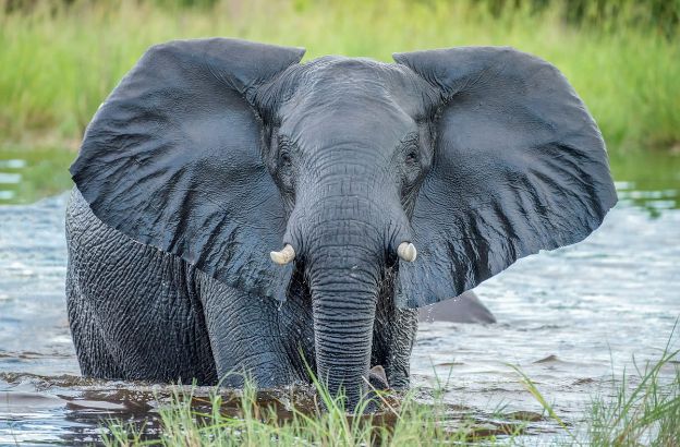 elefante.jpg elefante.jpg