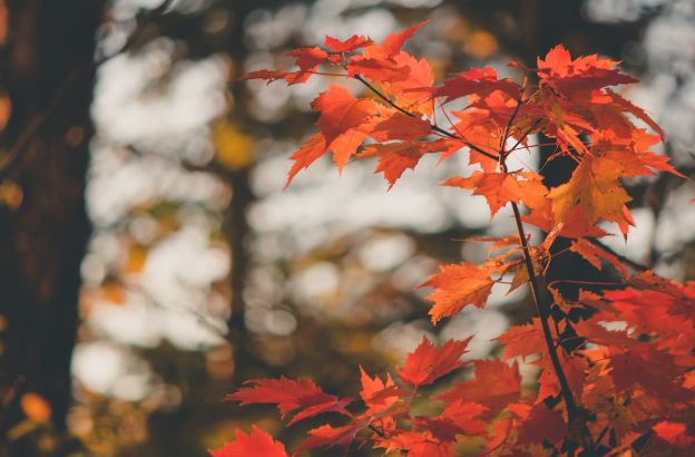 foliage-autunnale.jpg