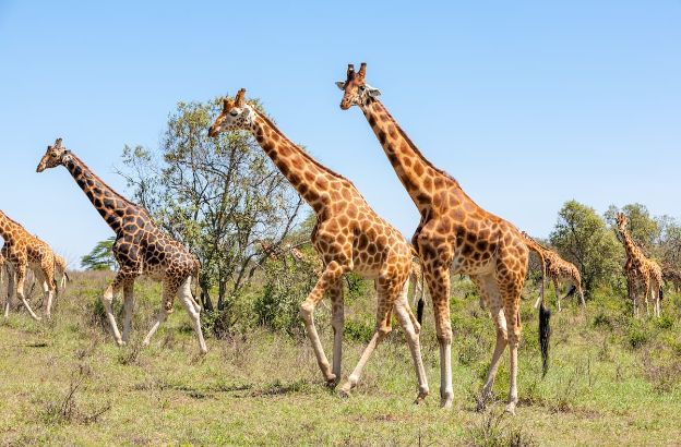 giraffa.jpg giraffa.jpg