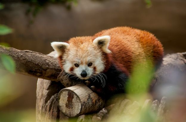 panda-rosso.jpg panda-rosso.jpg