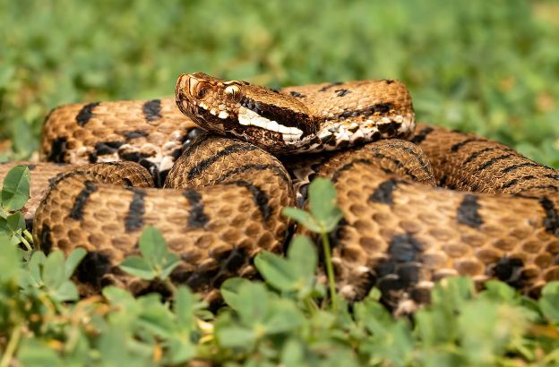 vipera-aspis.jpg