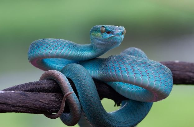 vipera.jpg vipera.jpg