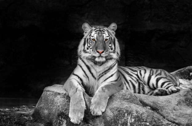 white-tiger.jpg white-tiger.jpg