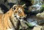 tigre