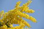 mimosa