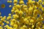 mimosaa