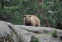 dimensioni-grizzly