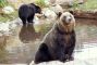 grizzly-pericoloso