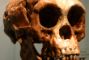 homo-floresiensis