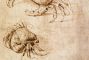 leonardo-da-vinci-granchio