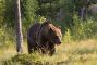 orso-grizzly