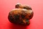 coprolite-fossile