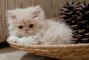 gatto0