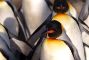 pinguini4