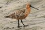 pittima-limosa