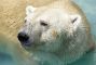polar_bear_1