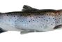 salmone