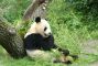 panda1