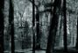 foresta-nera