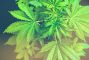cannabis.jpg