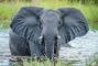 elefante.jpg