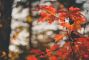 foliage-autunnale.jpg