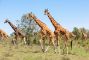 giraffa.jpg