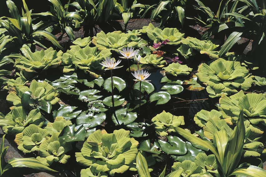 Ninfee Piante delle famiglie Aracee e Ninfeacee, del tipo Pistia Stratiotes e Nymphaea Lotus.
© De Agostini Picture Library.