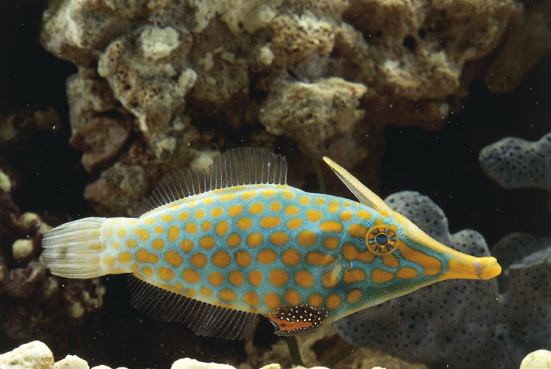 Pesce lima dal rostro Immagine del Pesce lima dal rostro, proveniente dalla zona indopacifica, di colore grigio-azzurro con macchie arancioni.
© De Agostini Picture Library.