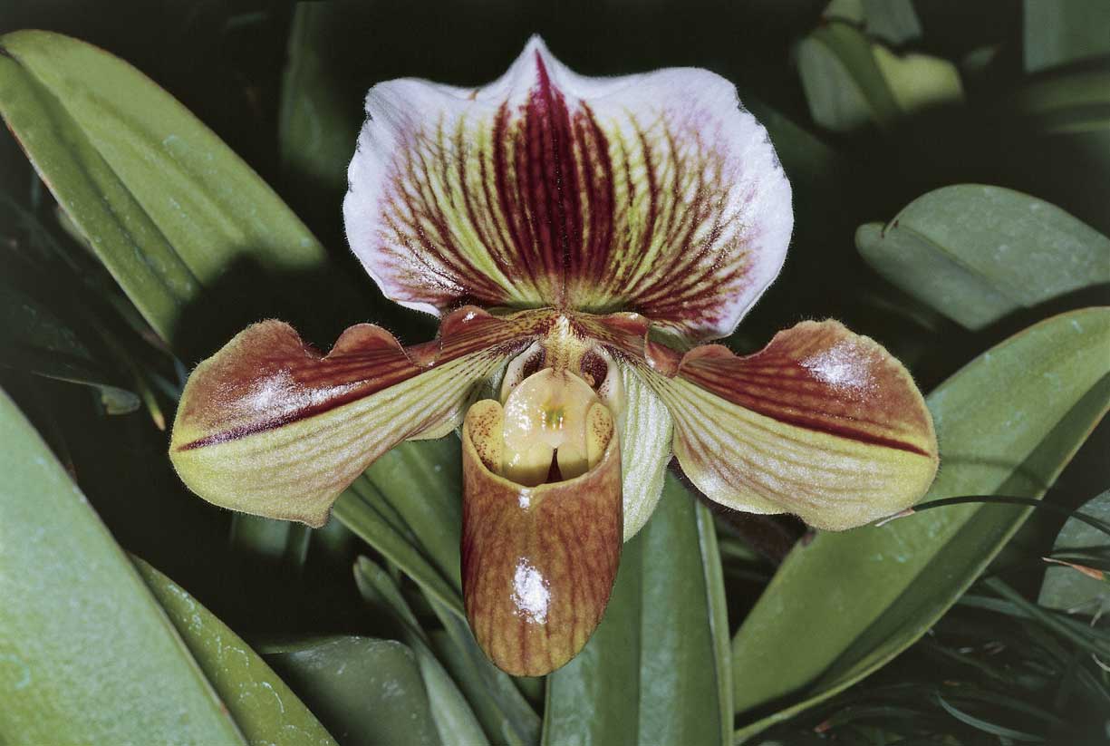 Orchidea Paphiopedilum Orchidea Paphiopedilum, originaria della Polinesia francese.
De Agostini Picture Library