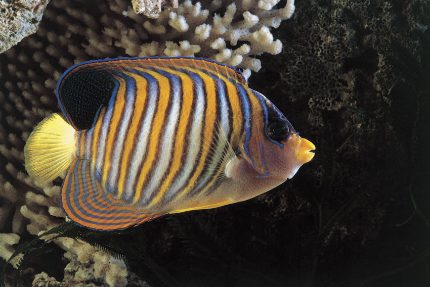 Pygoplites Diacanthus Esemplare di Pygoplites Diacanthus, un pesce dal corpo giallo-arancione, con strisce trasversali azzurro chiaro orlate di scuro.
© De Agostini Picture Library.