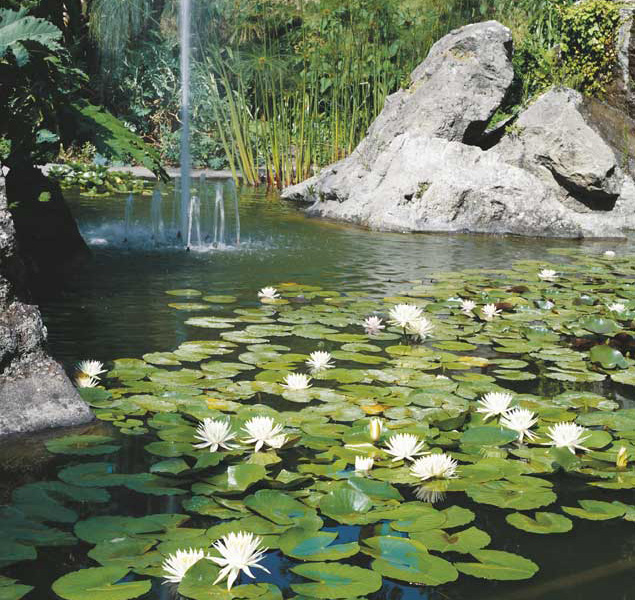 Fiori di ninfea alba Fiori di ninfea alba.
© De Agostini Picture Library.