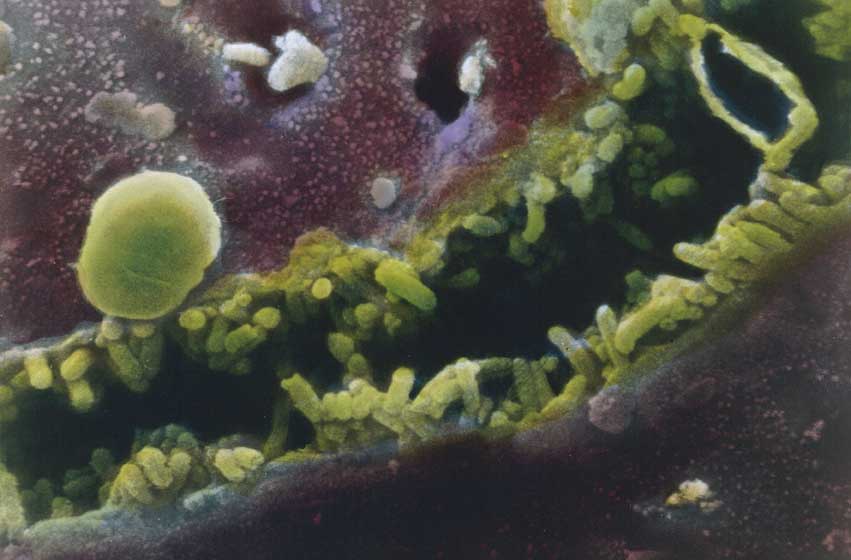 Canalicolo biliare Canalicolo biliare al microscopio.
© De Agostini Picture Library