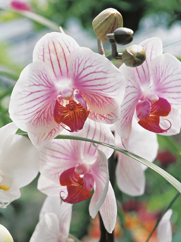 Orchidea Phalenopsis Orchidea Phalenopsis.
De Agostini Picture Library