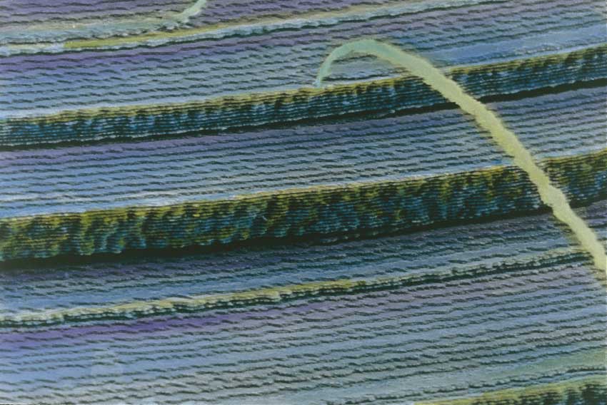 Cristallino dell'occhio Struttura stratificata del cristallino dell'occhio al microscopio.
© De Agostini Picture Library