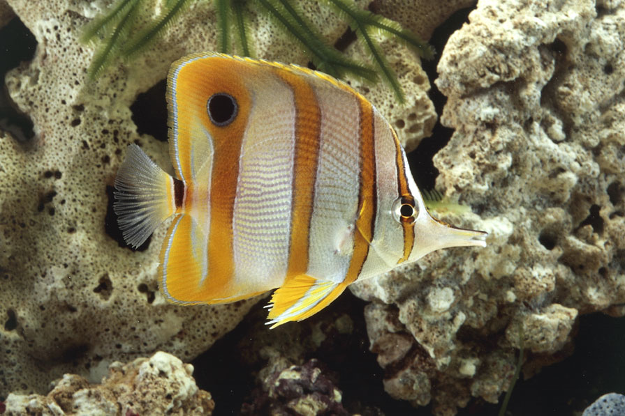 Pesce farfalla Esemplare di Chelmon rostratus, noto come Pesce farfalla dal rostro. Il corpo argenteo ha 4 fasce verticali gialle orlate di nero.
© De Agostini Picture Library.