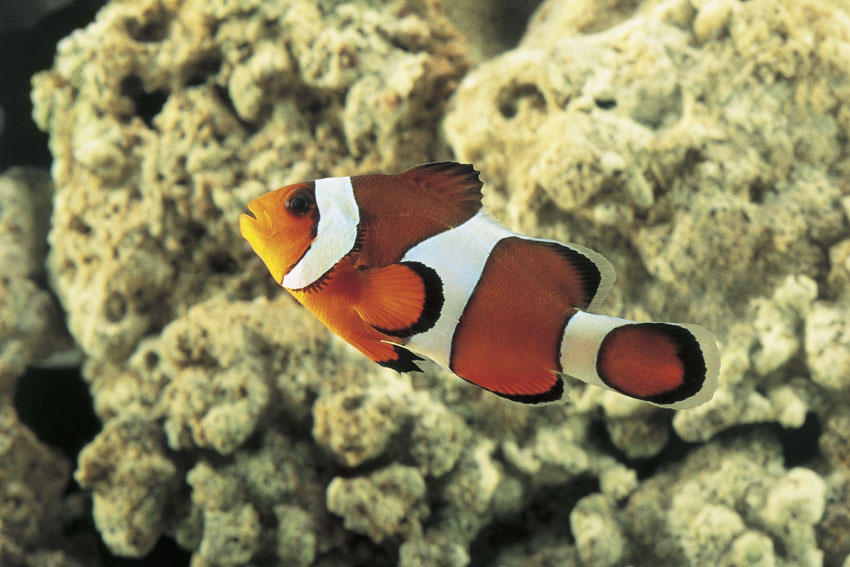 Pesce Pagliaccio La bellezza del pesce pagliaccio lo ha reso tra i pesci marini più celebri, merito anche del cartone animato “Alla ricerca di Nemo”.
© De Agostini Picture Library.