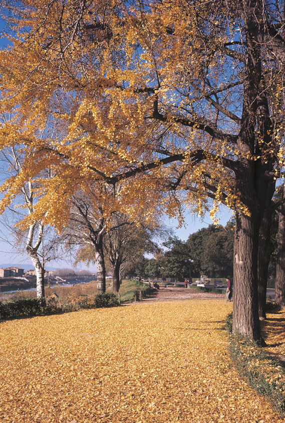 I parchi in autunno Nella stagione autunnale le ore di luce diminuiscono, il giorno dell'equinozio i raggi del sole sono perpendicolari all'equatore e il circolo d'illuminazione passa per i poli.