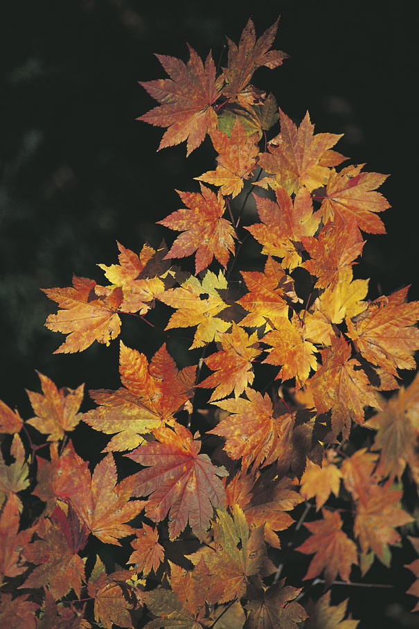 L'autunno e la poesia La stagione autunnale ha ispirato molti poeti nelle varie epoche: Manzoni, Carducci, Cardarelli, Garcia Lorca, Keats e la Dickinson lo hanno celebrato nelle loro poesie.