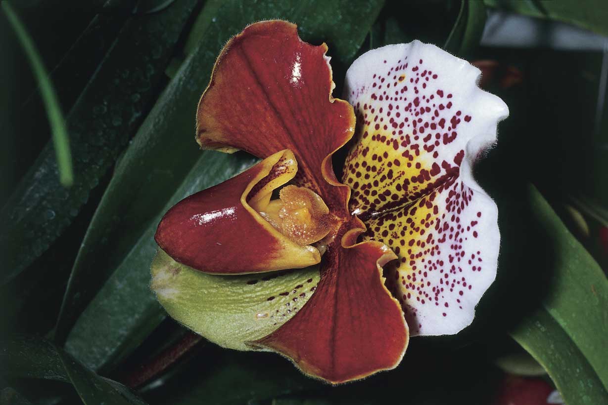 Orchidea Paphiopedilum Orchidea Paphiopedilum, originaria della Polinesia francese.
De Agostini Picture Library