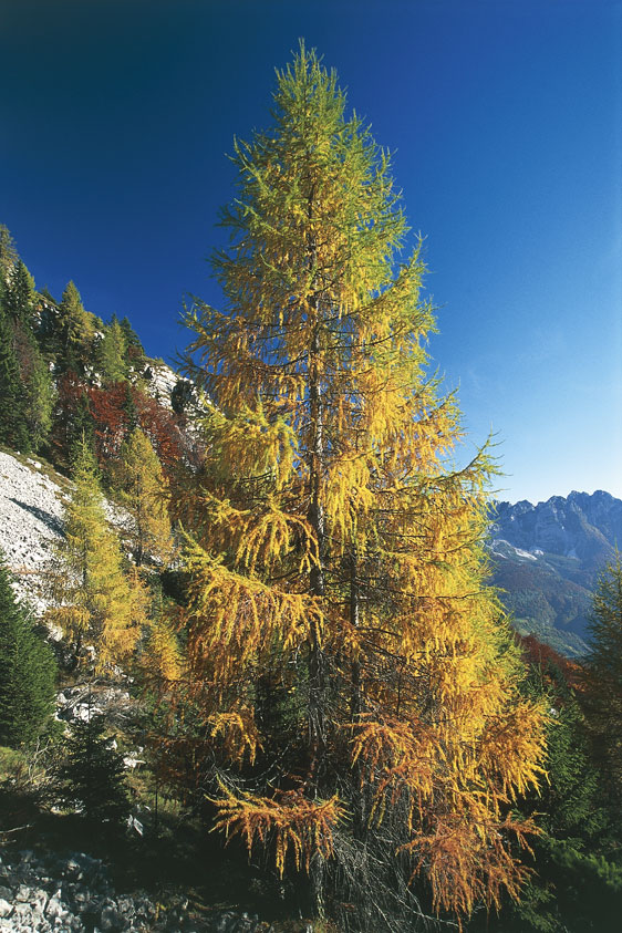 Un larice in autunno In meteorologia, per autunno si intende il periodo dell'anno compreso tra il 1º settembre e il 30 novembre. Poiché il termine ha un valore prevalentemente climatologico, le date di inizio e di fine dell'autunno corrispondono, nell'emisfero australe, a quelle della nostra primavera.