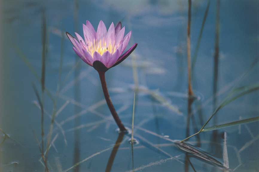 Ninfee, Zambia Ninfea nel fiume Zambesi, Zambia.
© De Agostini Picture Library.