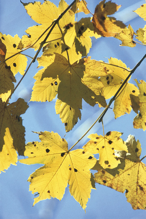 La tristezza legata all'autunno Ora passa e declina,
in questo autunno che incede
con lentezza indicibile,
il miglior tempo della nostra vita
e lungamente ci dice addio.
(Vincenzo Cardarelli) 