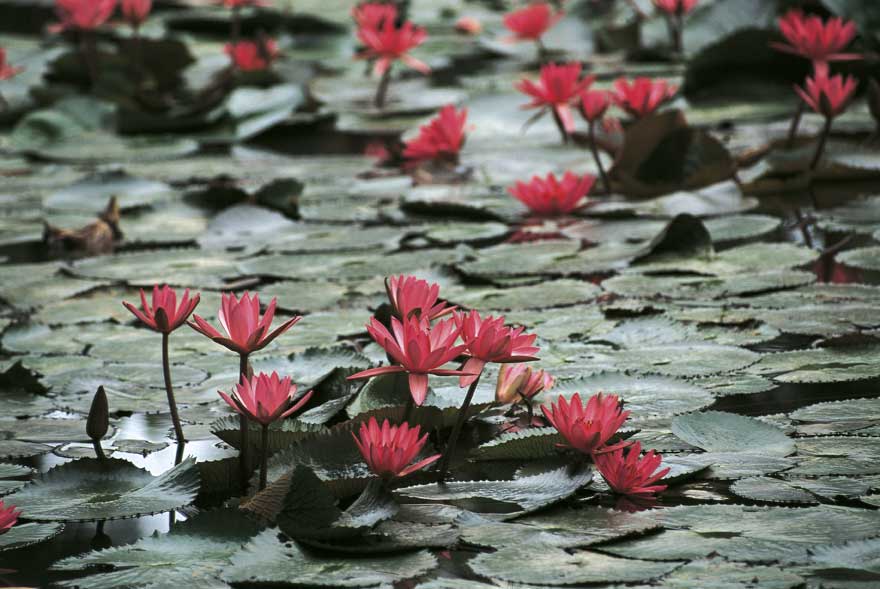 Laos Laos, Louangphrabang (Luang-Prabang).
© De Agostini Picture Library