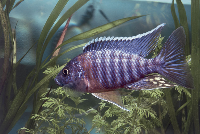 Aulonocara nyassae Questo esemplare di Aulonocara nyassae, una specie endemica del Lago Malawi, è uno dei pesci più colorati al mondo.
© De Agostini Picture Library.