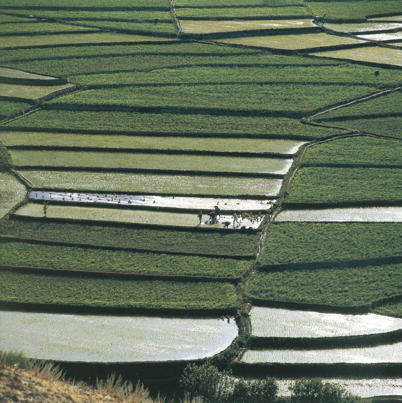 Campi di risaie nella valle Chitral Oltre alle centinaia di vittime e di feriti, oltre al numerosi capi di bestiame morti, gran parte dei campi coltivati è andata perduta, un dato molto grave se si pensa che questa regione vive di agricoltura di sussistenza e di pastorizia. 